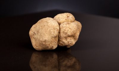 Tartufo bianco di Alba