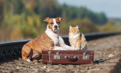 cane gatto treno trenitalia