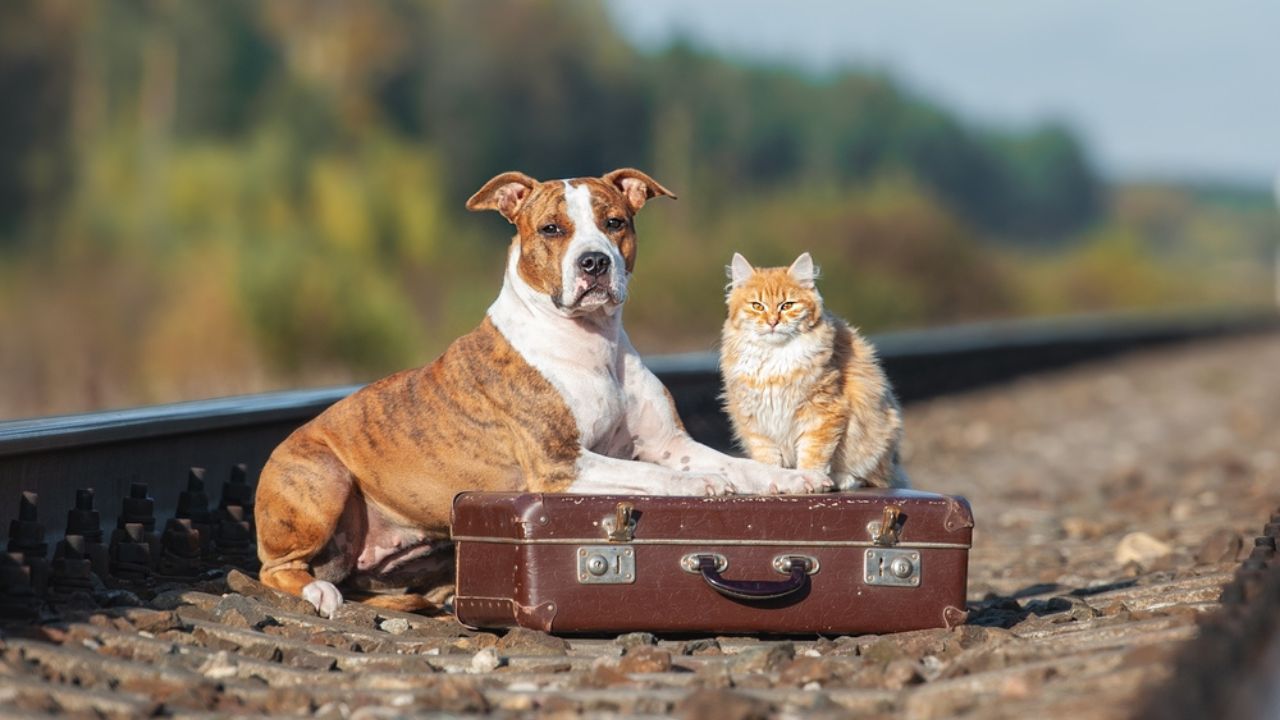 cane gatto treno trenitalia