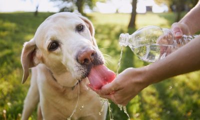 cani caldo