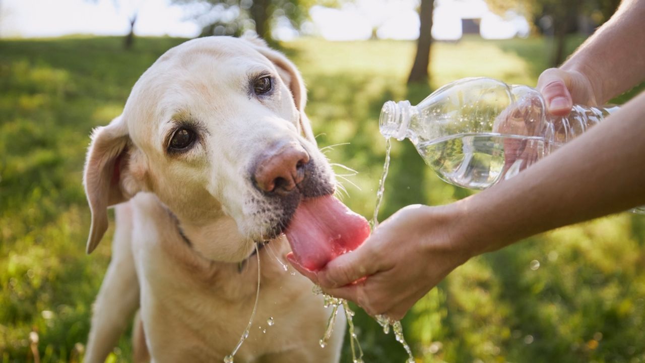 cani caldo