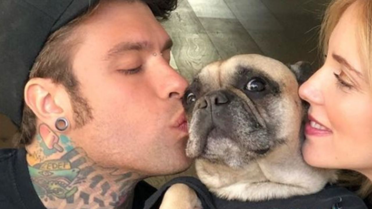 fedez cane